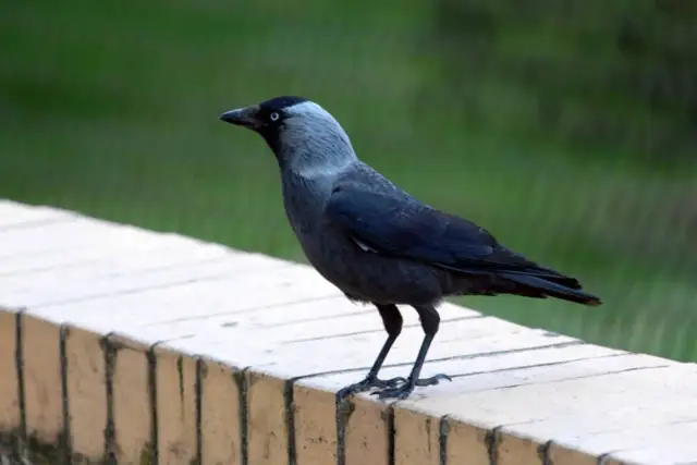 Czy kawka zimuje w Polsce? Zaskakujące fakty o jej zachowaniu zimą