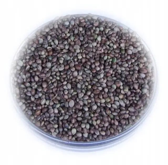 Gdzie kupić konopie na ryby: kompletny ranking najlepszych sklepów