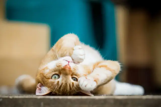 Czy kotka może zajść w ciążę bez rui? Prawda o płodności kotek