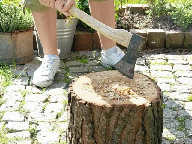 Kwietnik z pnia drzewa: Zrób to sam! Poradnik na lata