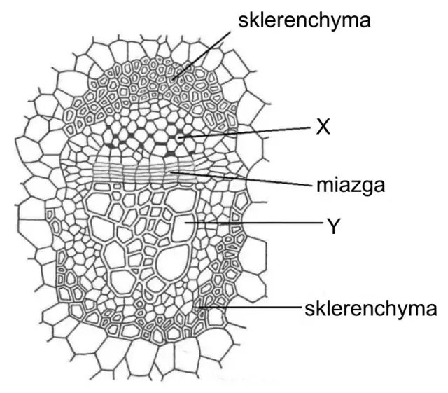 Co to jest tkanka roślinna? Zrozum jej funkcje i rodzaje w botanice