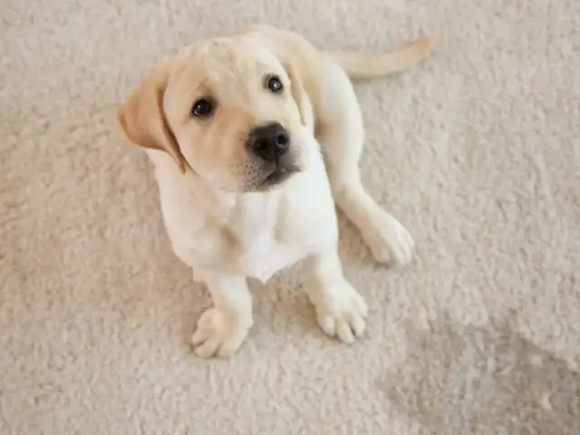 Szczeniak siusia w domu? Oducz go skutecznie - Krok po kroku