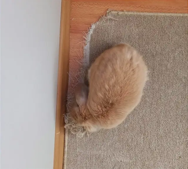 Dlaczego królik kopie w klatce? Odkryj przyczyny i rozwiązania