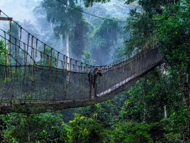 Most turystów zastanawia, czy Ghana jest bezpieczna. Ten wiszący most w gęstej dżungli to dowód, że przygoda czeka!