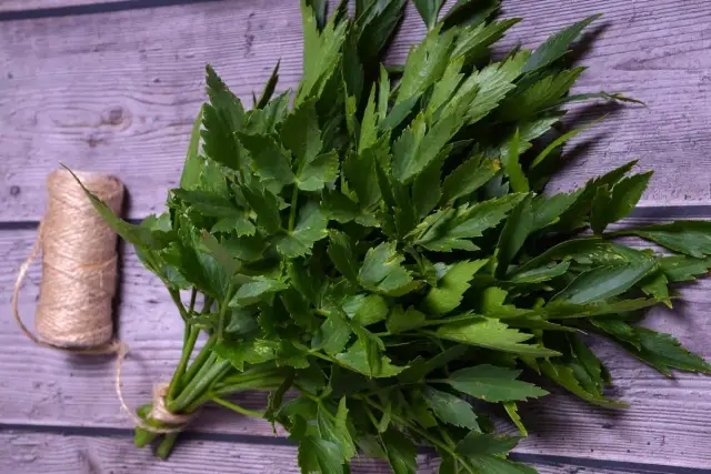 Jak sadzić lubczyk ogrodowy - proste sposoby na udaną uprawę