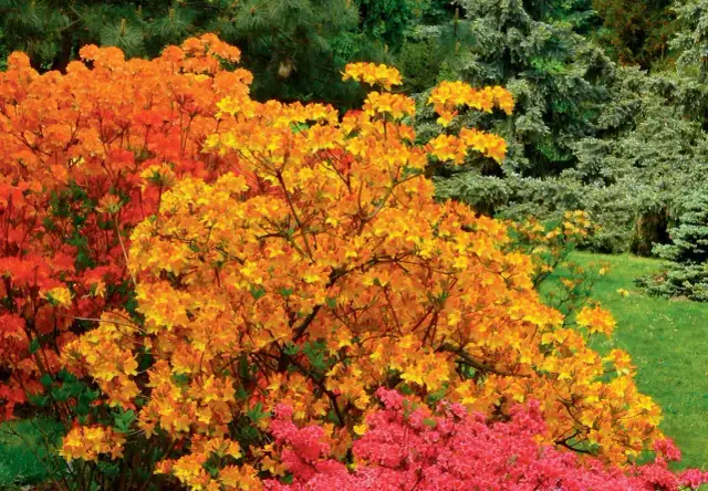 Azalia kiedy sadzić do gruntu - uniknij błędów w sadzeniu