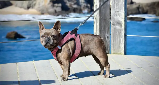 Obroża czy szelki dla szczeniaka - co wybrać dla zdrowia pupila?