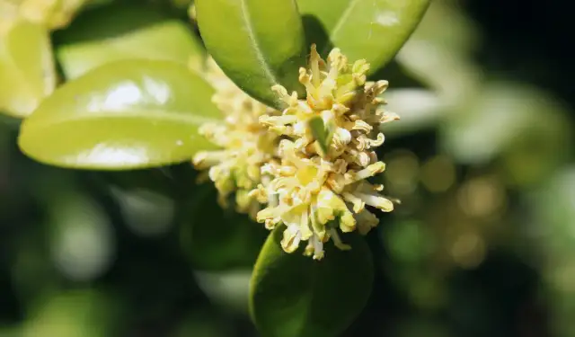 Bukszpan kwitnie? Odkryj jego niepozorne kwiaty i znaczenie