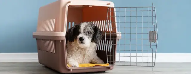 Najlepsze transportery dla psa: wybierz bezpieczny i komfortowy model