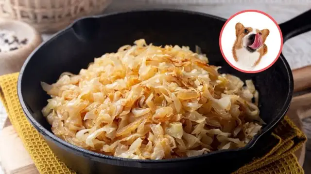 Czy pies może jeść kapustę kiszoną? Bezpieczeństwo i korzyści