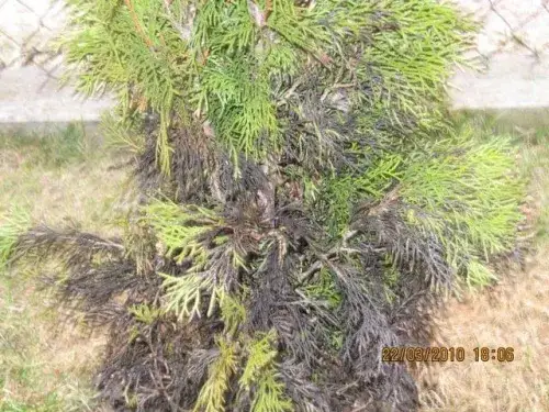 Czerniejące tuje: przyczyny, diagnoza i ratunek. Jak uratować?