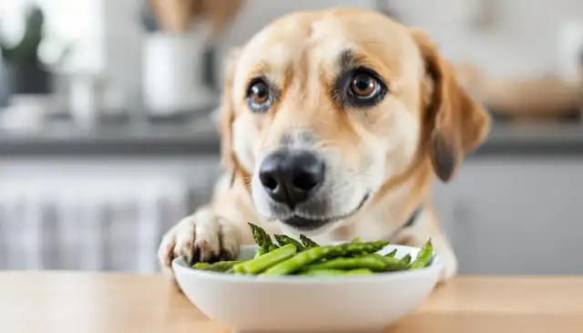 Fasola Jaś dla psa: Gotowana tak, surowa nigdy! Poradnik