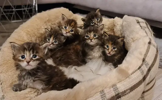 Jak koty się rozmnażają? Zrozumienie cyklu rozrodczego i ciąży