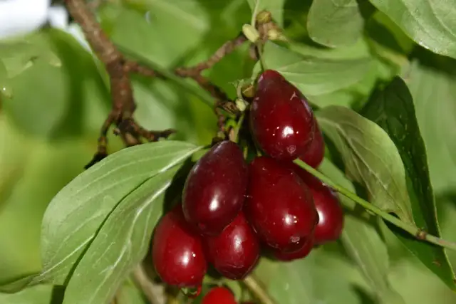 Czy oliwki rosną w Polsce? Poznaj "polskie oliwki" z derenia!