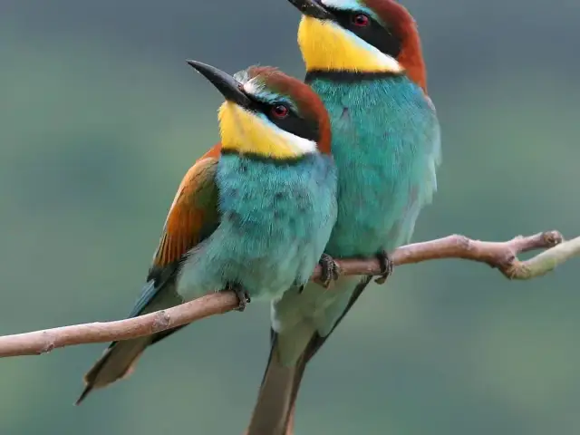 Jakie ptaki przylatują na wiosnę do Polski? Pełny przewodnik