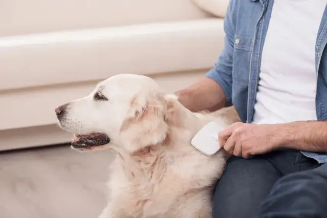 Dlaczego psu wypada sierść? Przyczyny i co z tym zrobić