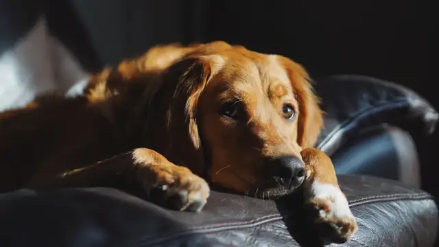 Czy szczeniak może zostać sam w domu? Bezpieczny trening krok po kroku