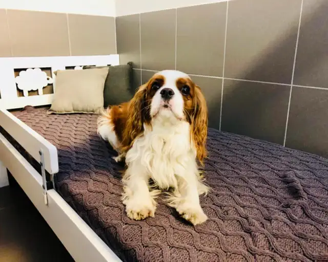 Ile kosztuje psi hotel? Ceny, które zaskoczą właścicieli psów