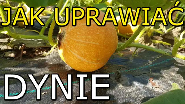 Jak uprawiać dynię: proste metody, które ułatwią zbiór owoców