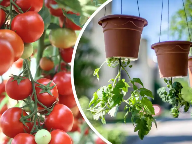 Dwa ujęcia pomidorów: na jednym dojrzałe owoce na krzaku, na drugim sadzonki wiszące w doniczkach.