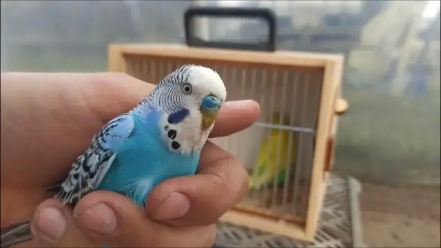 Jak rozmnażają się papugi faliste? Sprawdź kluczowe informacje