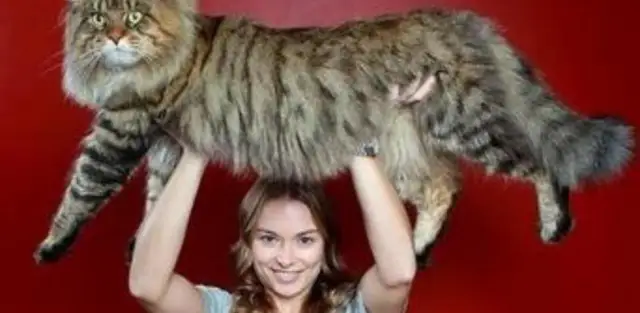 Cuánto mide un gato: medidas sorprendentes que debes conocer