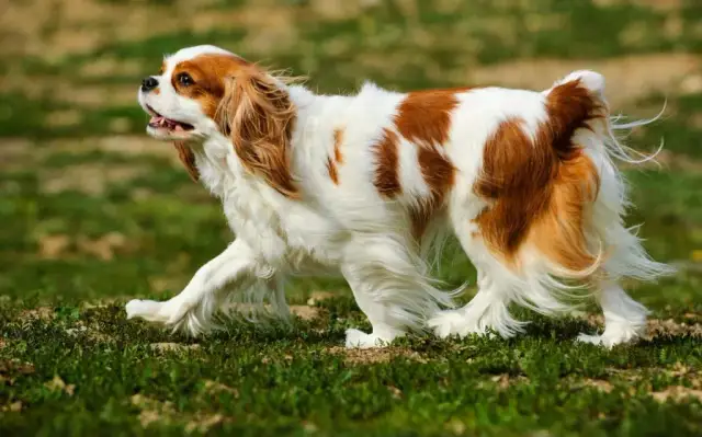 Cavalier King Charles Spaniel: Sierść czy włos? Poznaj różnice i pielęgnację