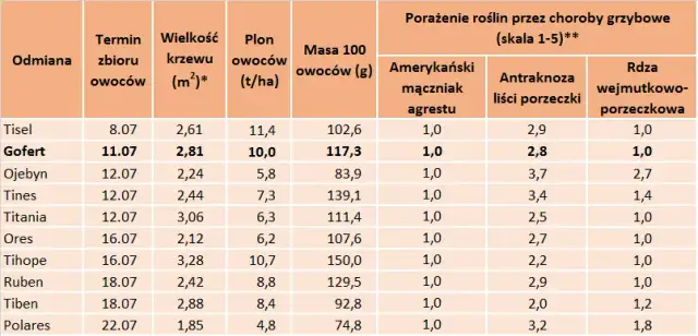 Kiedy sezon na porzeczki? Zbiory, odmiany i przetwory