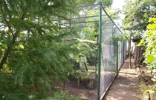 Jak zrobić ogrodzenie dla kur, aby chronić je przed drapieżnikami