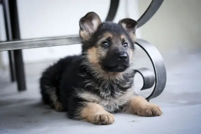 Ile powinien jeść szczeniak owczarka niemieckiego, aby uniknąć problemów zdrowotnych?