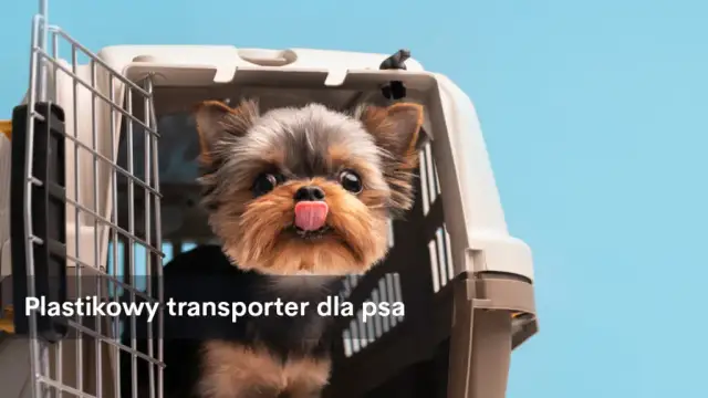 Bezpieczny transporter dla psa do samochodu - jak wybrać najlepszy?