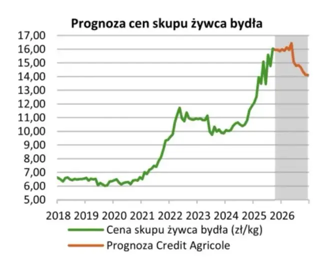 Ceny byków 2026: Ile zarobisz? Sprawdź aktualne stawki i prognozy
