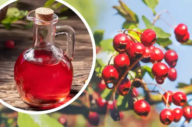 Czerwone owoce głogu na gałęzi i nalewka w karafce. Idealny czas, kiedy zbierać głóg, to jesień.