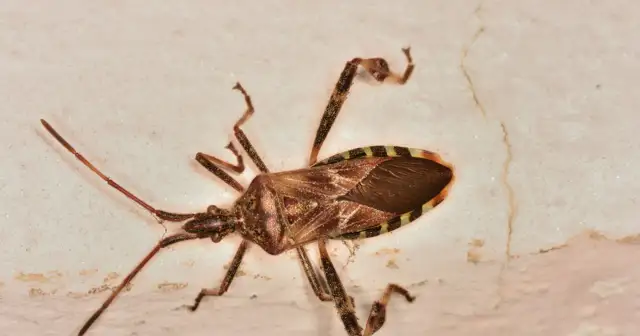 Wtyk amerykański skąd się wziął? Odkryj jego zaskakującą historię