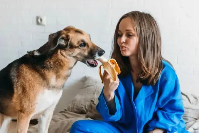 Czy pies może jeść miód? Korzyści i zagrożenia dla pupila