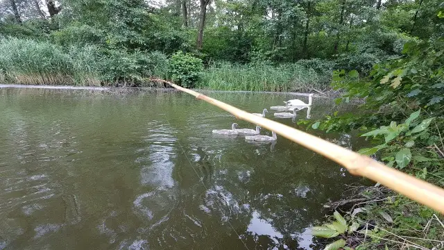 Jak zrobić wędkę z patyka - proste sposoby na własnoręczne wędkarstwo