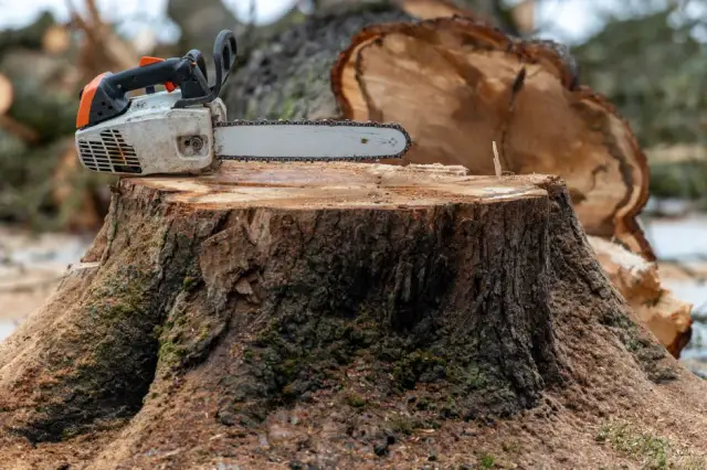 Czy potrzebne jest zezwolenie na wycięcie drzewa? Sprawdź, aby uniknąć kary