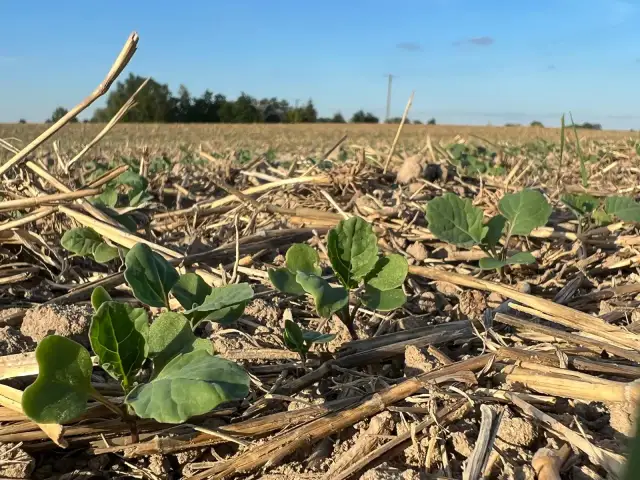 Kiedy siać rzepak na poplon, aby uniknąć problemów przed zimą?