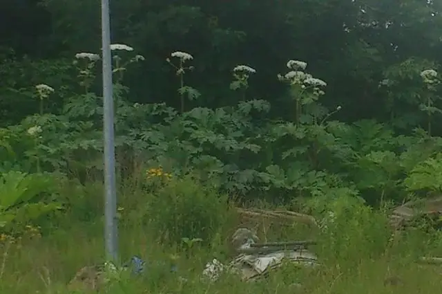 Chwast podobny do kopru: Jak go rozpoznać i uniknąć zagrożeń