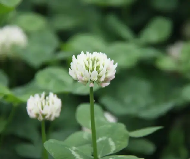 Kurdybanek chwast: jak go kontrolować i wykorzystać jego właściwości