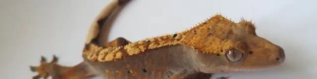 Gdzie kupić gekona orzęsionego? Ceny i najlepsze oferty online