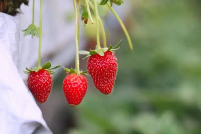 Jak sadzić poziomki w doniczce, aby uzyskać obfite plony