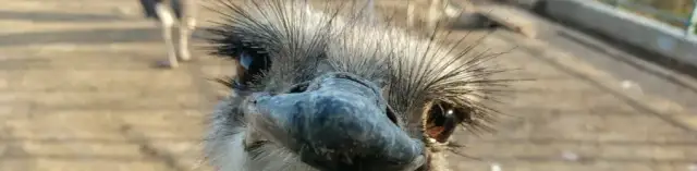 Hodowla strusi jak zacząć - kluczowe kroki i najczęstsze błędy