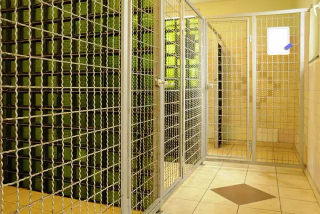 Jak założyć hotel dla psów i uniknąć najczęstszych błędów