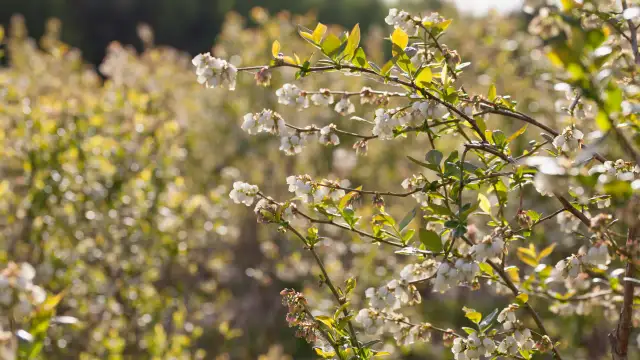 Delikatne, białe kwiaty borówki amerykańskiej na gałązkach, z zielonymi liśćmi i rozmytym tłem. To piękny widok, kiedy kwitnie borówka amerykańska.