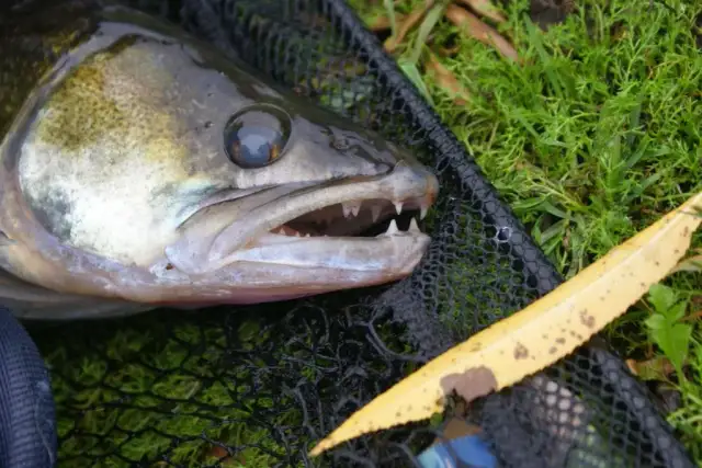 Na co bierze sandacz z gruntu? Skuteczne przynęty i techniki łowienia