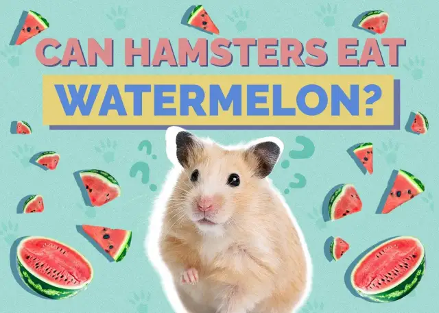 Czy chomiki mogą jeść arbuza? Słodki chomik otoczony kawałkami soczystego arbuza, z pytajnikami wokół, sugeruje rozważenie tej kwestii.