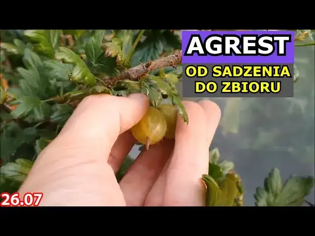 Sekret agrestu: Jaka gleba zapewni Ci najlepsze zbiory?