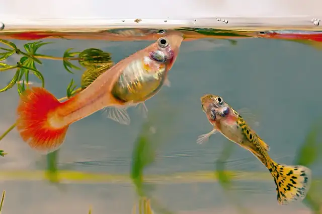 Czym karmić gupiki? Odkryj najlepsze pokarmy dla zdrowia ryb