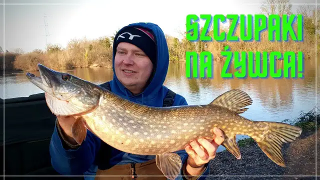 Nęcenie szczupaka: sprawdzone metody i przepisy na sukces